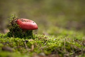 臨江市租賃有限責任公司